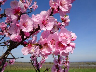 Gimmel things german wine route branches