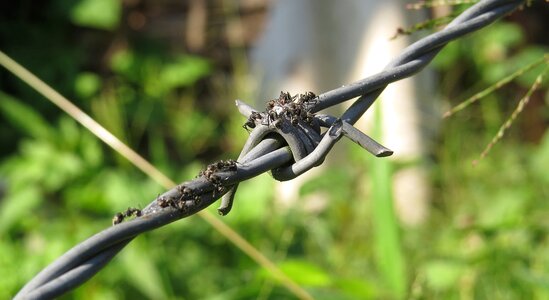 Sweet barbed wire is colombia