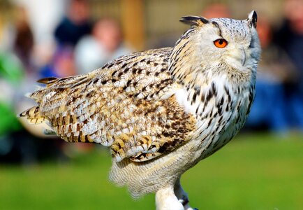 Owl raptor bird photo