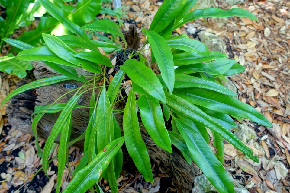 Pyrrosia lanceolata - Marie Selby Botanical Gardens - Sarasota, Florida - DSC01828