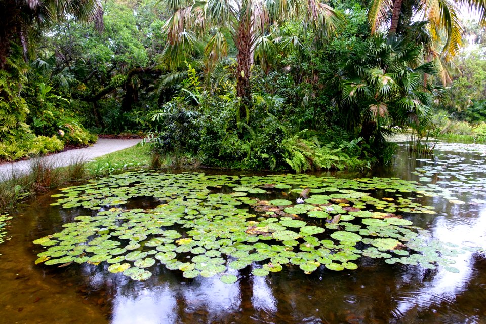 Pond - McKee Botanical Garden - Vero Beach, Florida - DSC03077