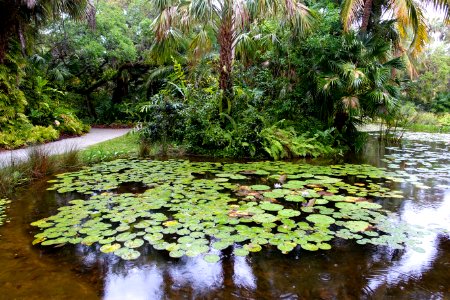 Pond - McKee Botanical Garden - Vero Beach, Florida - DSC03077