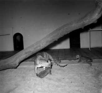 Panter Indra met twee jongen in Artis, Bestanddeelnr 908-1575