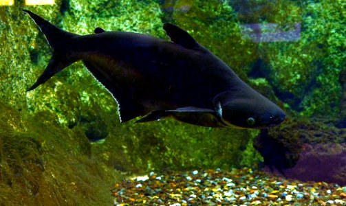 Pangasius Aquarium tropical du Palais de la Porte Dorée 10 04 2016 2