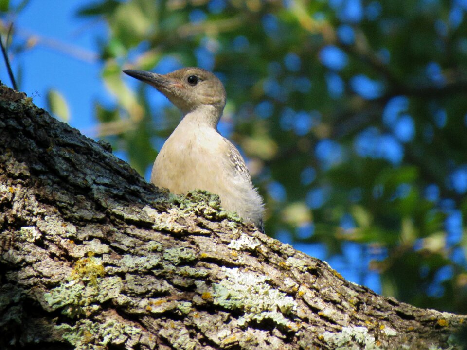 Young woodpecker wildlife