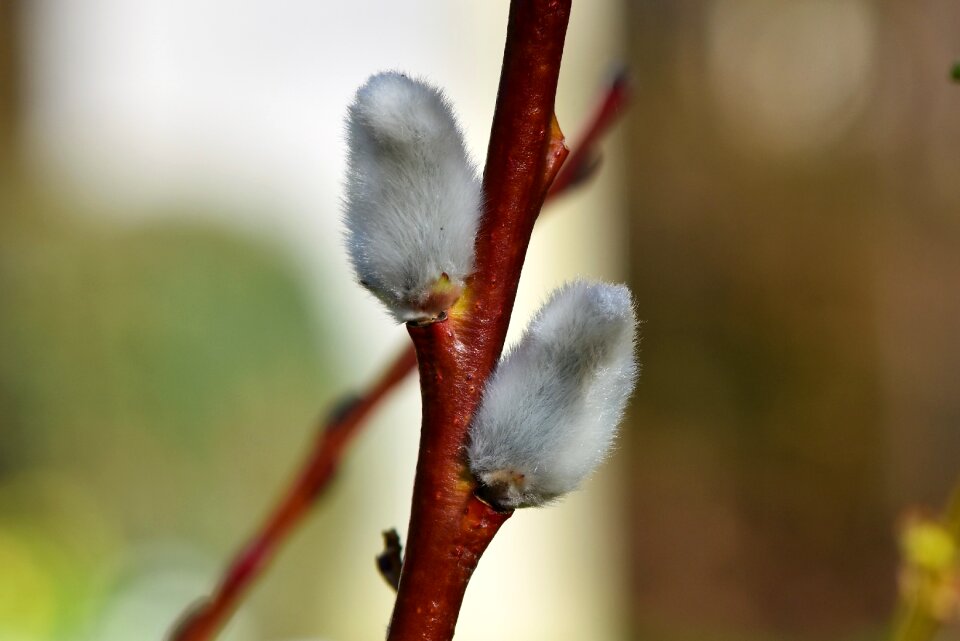Pasture furry signs of spring