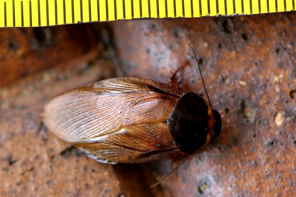 Pycnoscelus surinamensis1