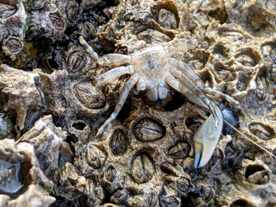 Petrolisthes manimaculis 58450684