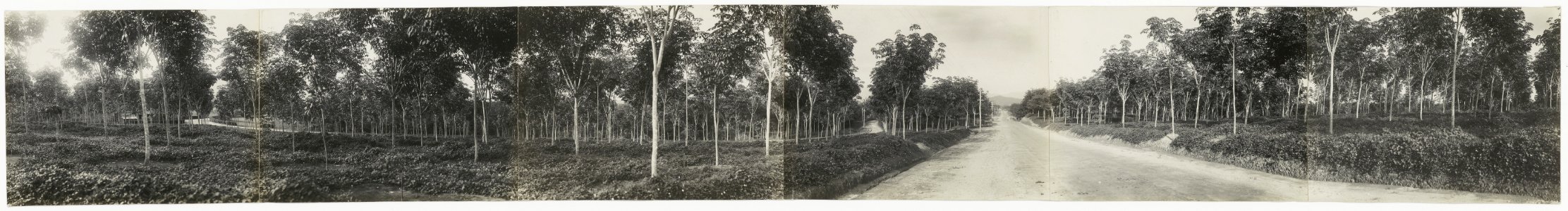 Panoramafoto rubberplantage Rantau Prapat, Bestanddeelnr 821 18
