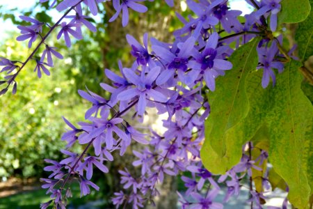 Petrea volubilis - Naples Botanical Garden - Naples, Florida - P3180090