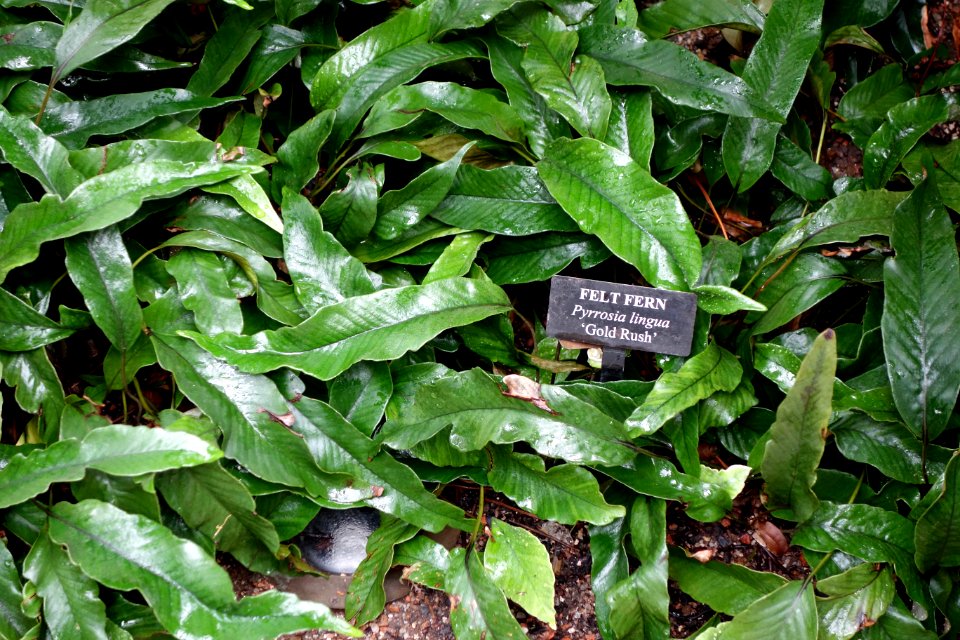 Pyrrosia lingua 'Gold Rush' - Longwood Gardens - DSC01078