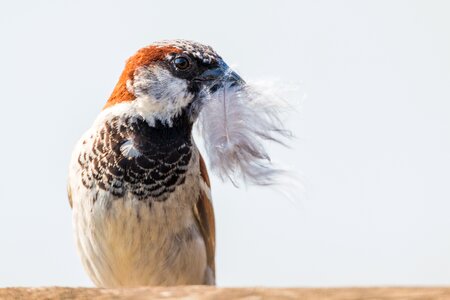 Build spring in the mouth bird