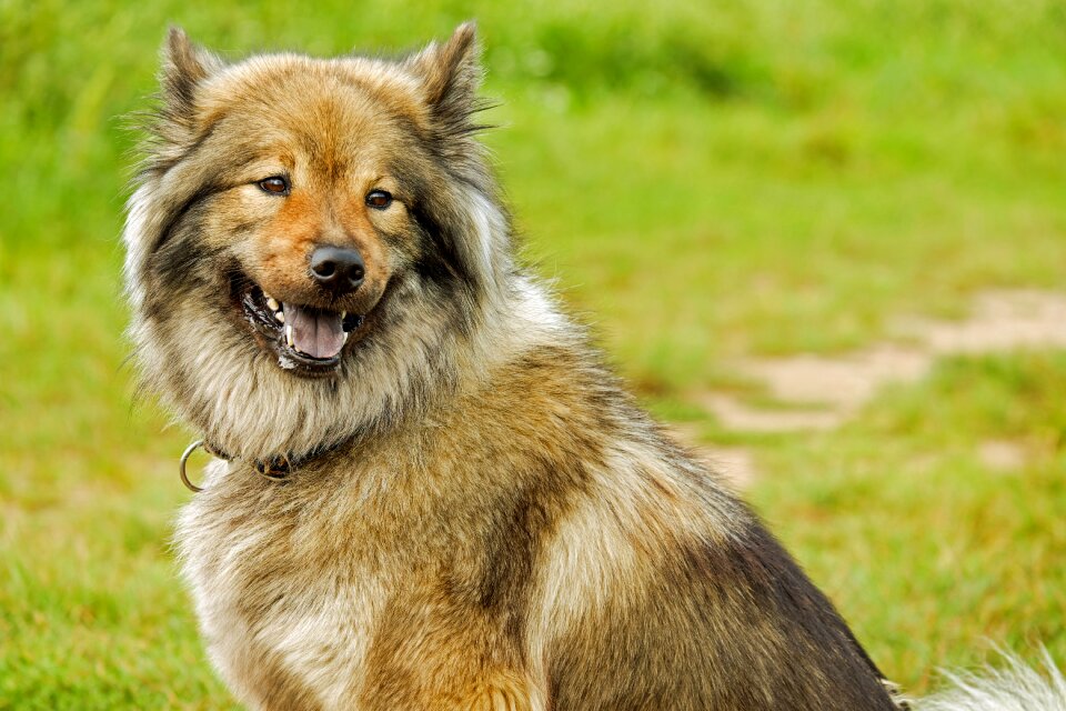 Dog purebred dog companion dog