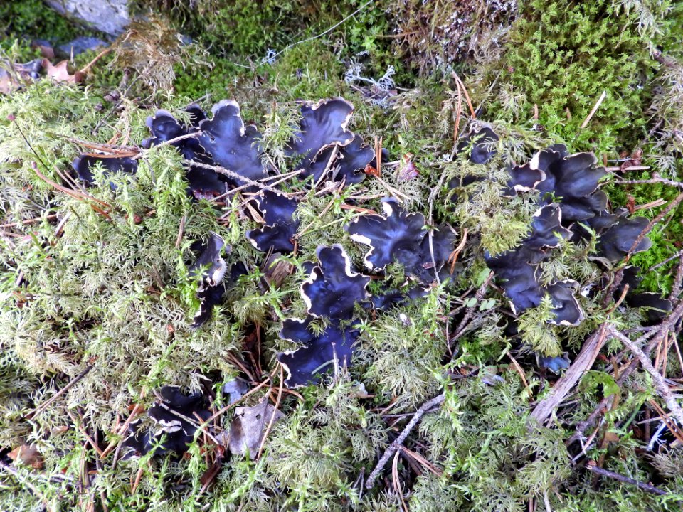 Peltigera neckeri 87781265