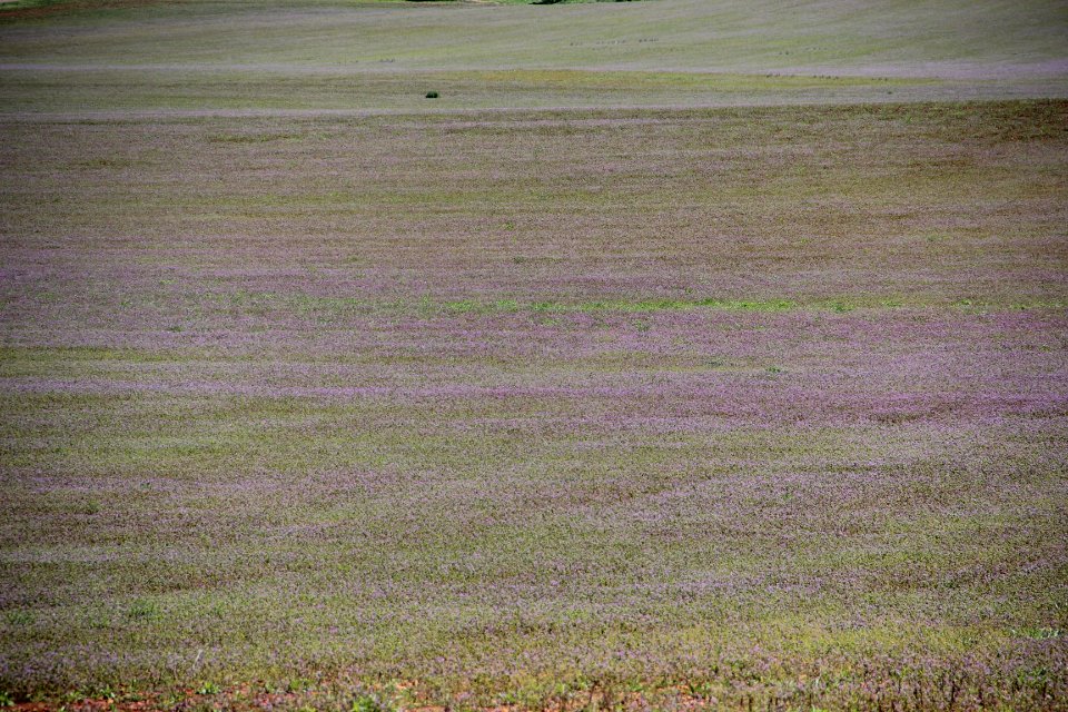 Purple fields, Cartesrville April 2017