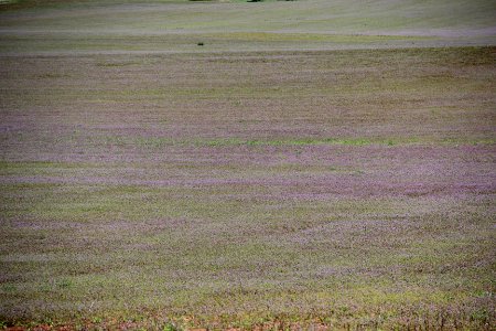 Purple fields, Cartesrville April 2017