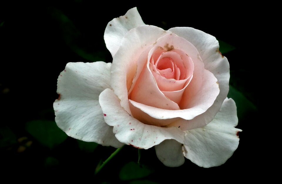 Plant floral love