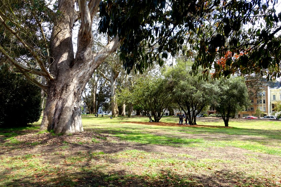 Panhandle park - San Francisco, CA - DSC02673