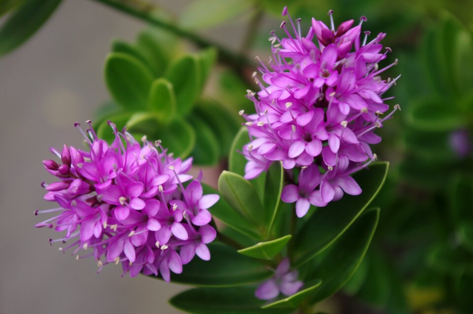 Shrub lilac flower