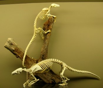 Pangolin skeletons