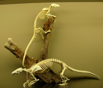 Pangolin skeletons photo