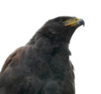 Parabuteo unicinctus 2018 03