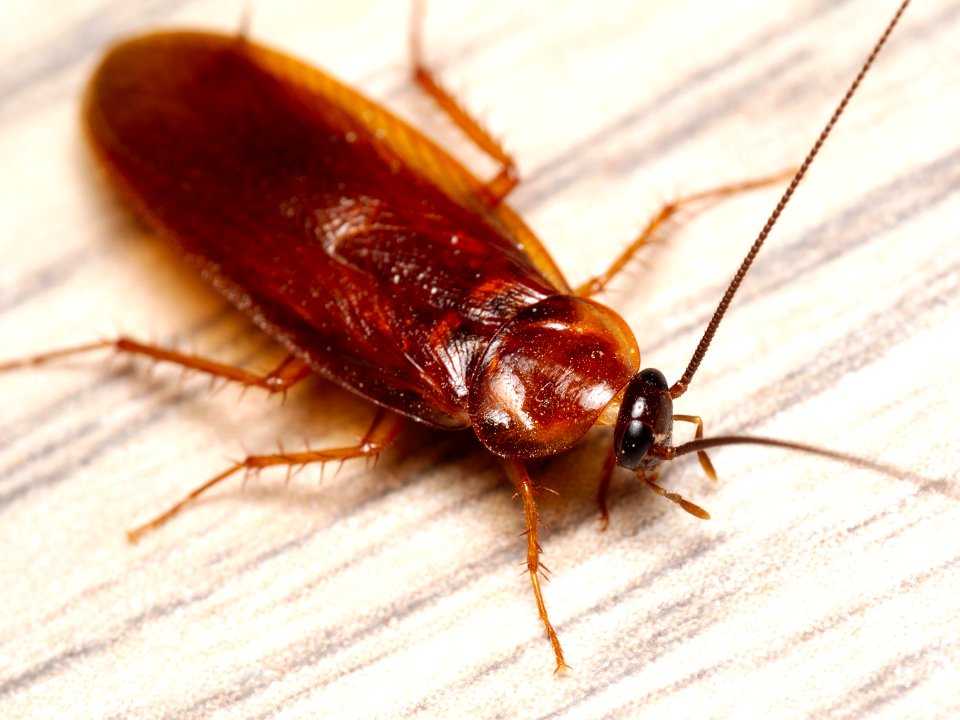 Parcoblatta americana western wood cockroach Kern 2016-06-01
