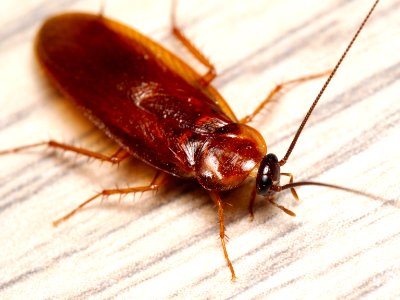 Parcoblatta americana western wood cockroach Kern 2016-06-01