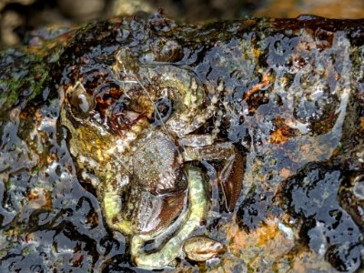 Petrolisthes manimaculis 58450677