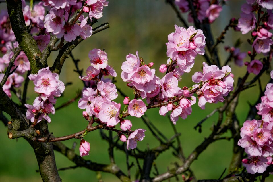 German wine route spring tree