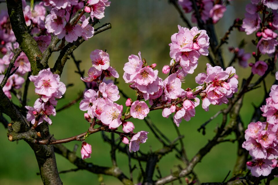 German wine route spring tree photo