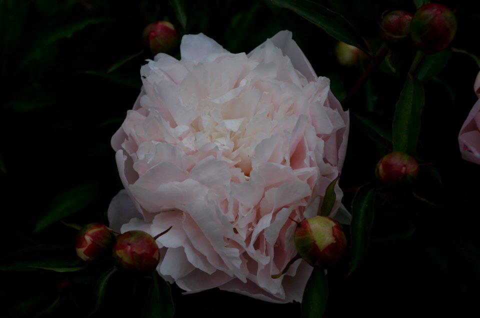 Pivoine - Jardins de Bagatelle 5