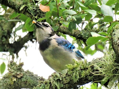 Blue jay blue and white wildlife