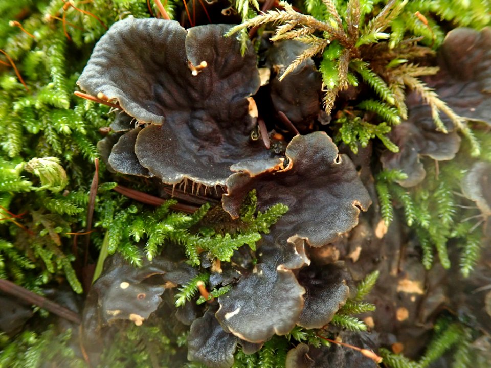 Peltigera neopolydactyla 60785810