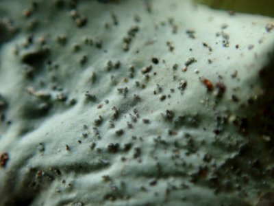 Peltigera britannica 73021671