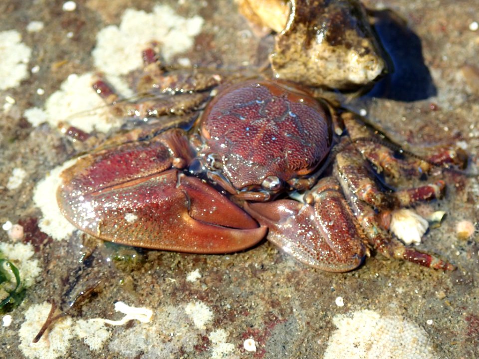 Petrolisthes eriomerus 88272047
