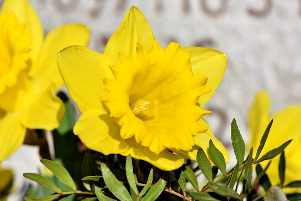 Spring flowers springtime harbinger of spring