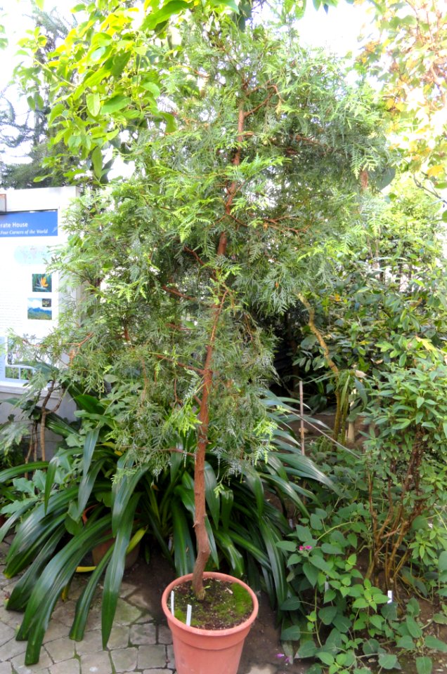 Papuacedrus papuana - Lyman Plant House, Smith College - DSC04368