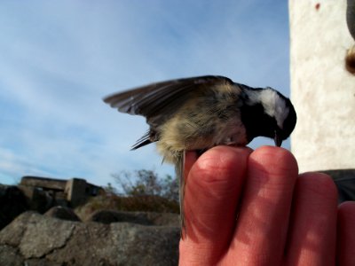 Periparus ater ringed by Landsort Bird Observatory-6