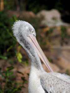 Pelikaan in Dierenpark Amersfoort, photo 4