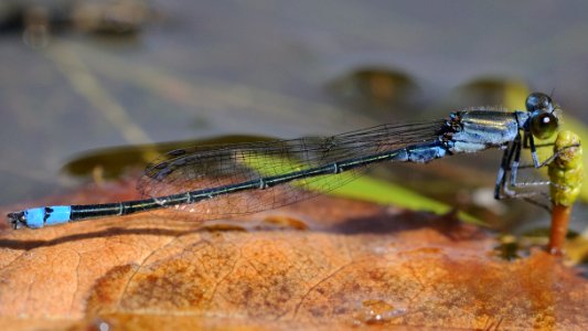 Paracercion calamorum calamorum(Male,Japan,2018.08.18)