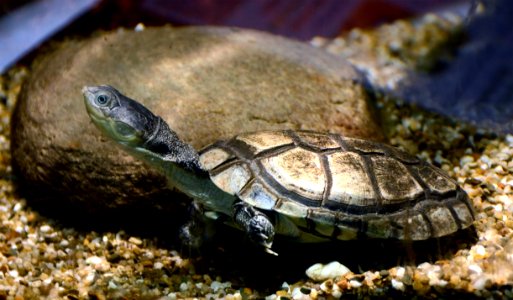 Pelomedusa subrufa Vivarium Tournai 27122015 1