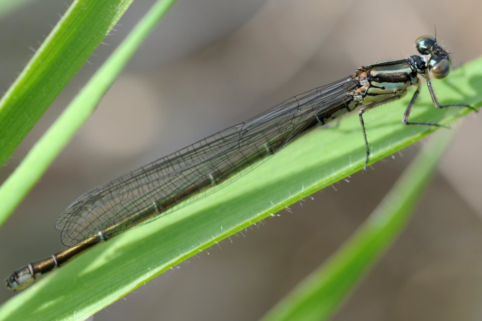 Paracercion calamorum calamorum(Female,Japan,2018.04.26)