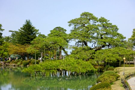 Pine - Kenroku-en - Kanazawa, Japan - DSC09750