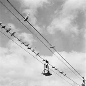 Pelikanen op de kabel van de kabelbaan voor het transport van asfalt, Bestanddeelnr 252-5353