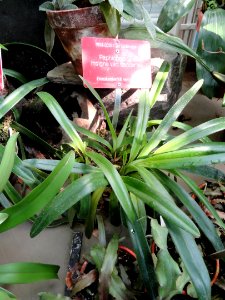 Paphiopedilum insigne - Botanical Garden in Kaisaniemi, Helsinki - DSC03629