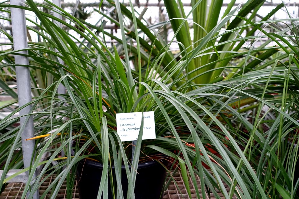 Pitcairnia utcubambensis - Botanischer Garten - Heidelberg, Germany - DSC01231