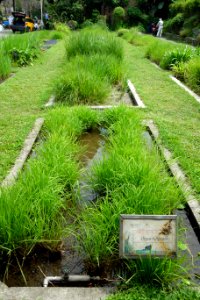 Oryza rufipogon - National Taiwan University - DSC01108