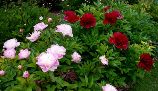 Pivoine - Jardins de Bagatelle 15
