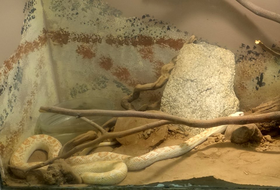 Pituophis catenifer - Arizona State University - Tempe, AZ - DSC05913